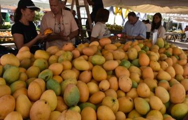EE. UU. suspende importación de mangos dominicanos, afectando uno de los principales productos de exportación agrícola