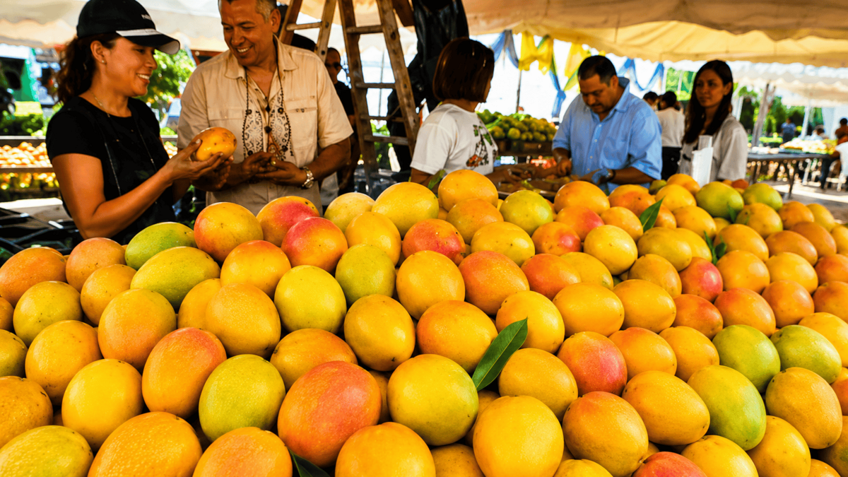 Suspensión de exportaciones de mango a Estados Unidos dejaría pérdidas por US$1.5 millones en Baní