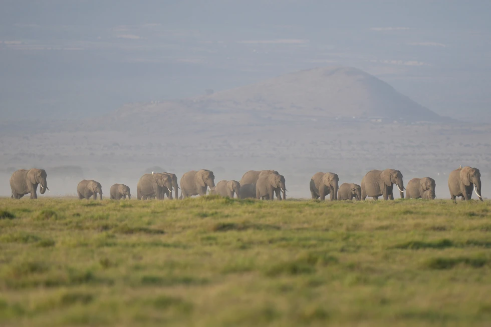 Autoridades investigan la muerte de 15 elefantes en un parque nacional de Kenia