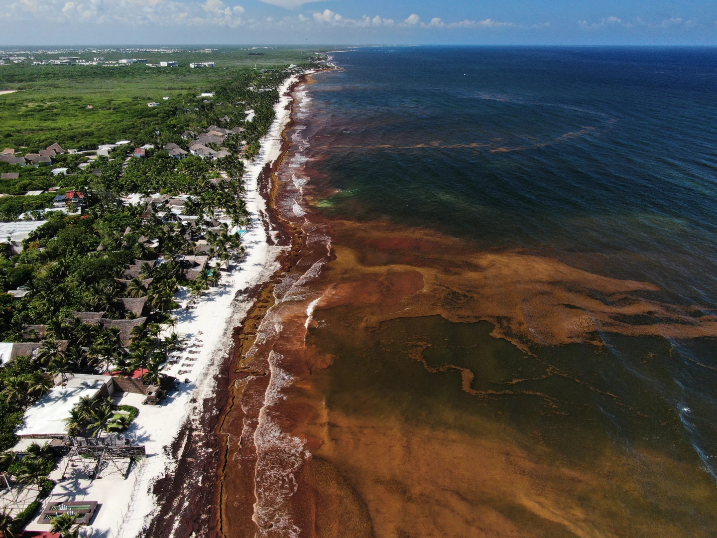 Avance del sargazo amenaza al Caribe, gobierno y empresas buscan cómo combatirlo