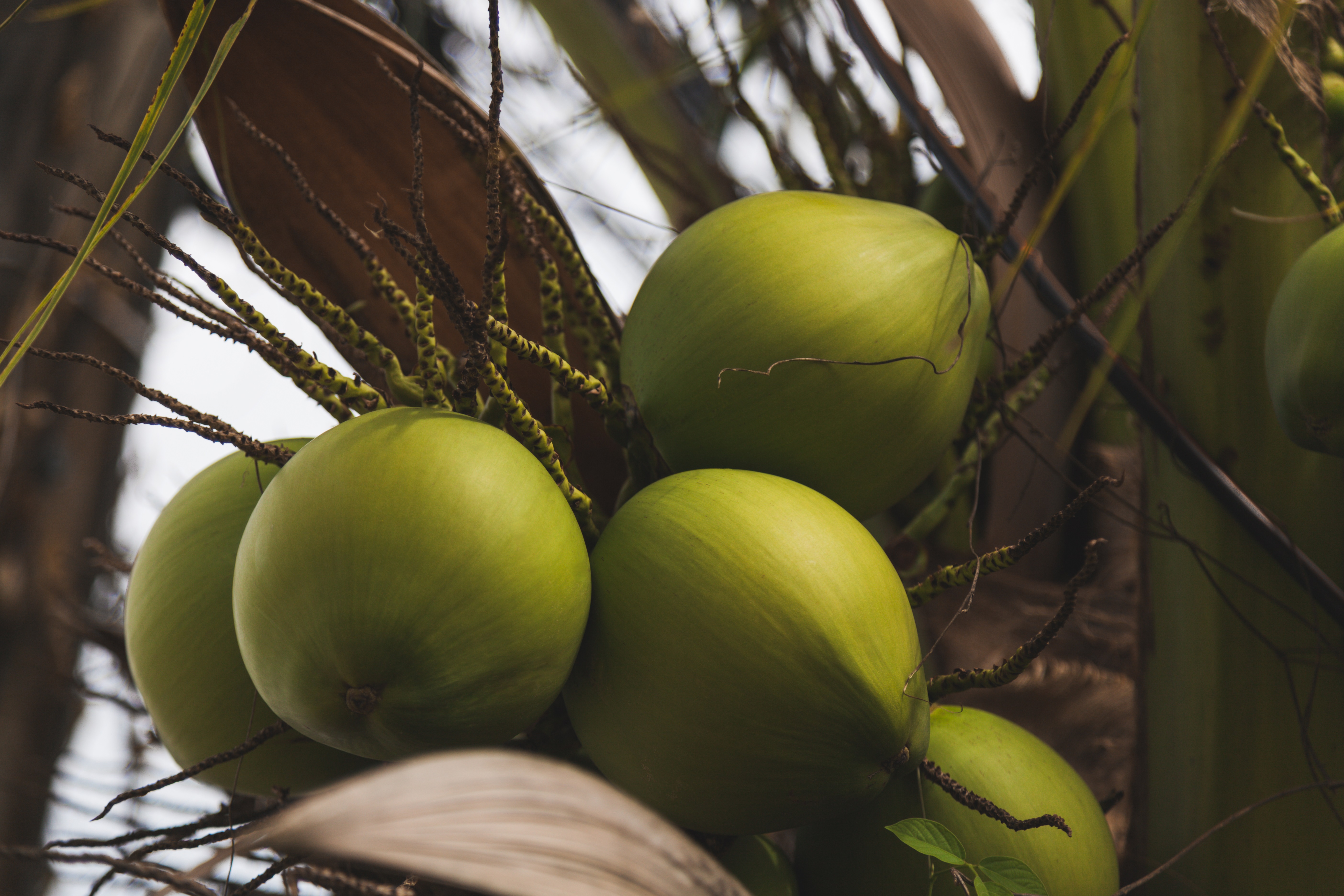 República Dominicana celebrará su primera Cumbre del Coco para impulsar la industria y productividad del sector