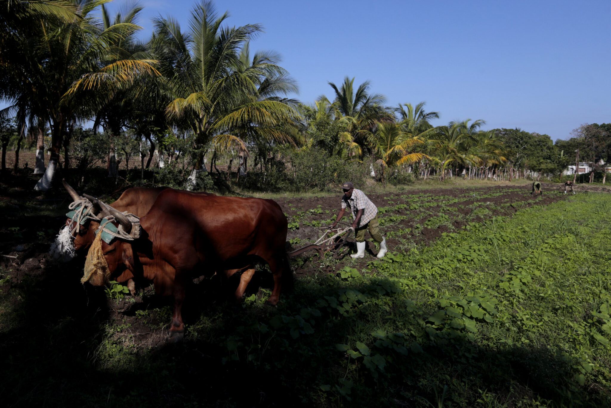 La agricultura cubana, otro sector que languidece por la crisis
