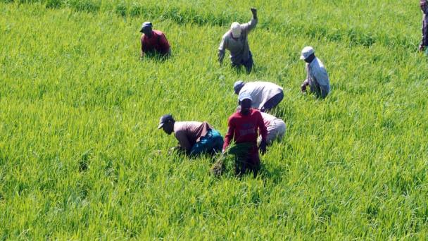 Sector arrocero alerta por eliminación de aranceles al cereal de Estados Unidos; advierte riesgos para 30 mil productores y 300 mil empleos